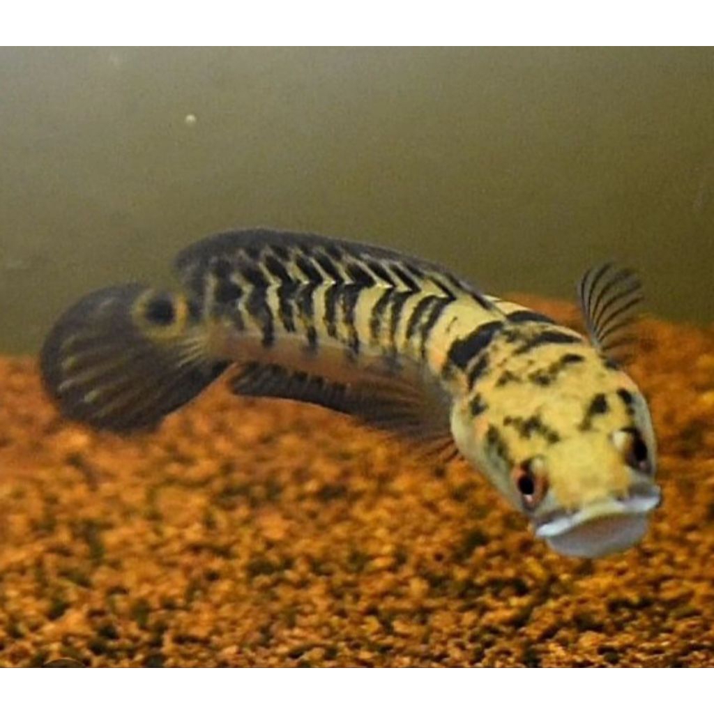 ( COD ) Cana ys batik singel tank uk 12/13cm SORTIR KETAT BERGARANSI