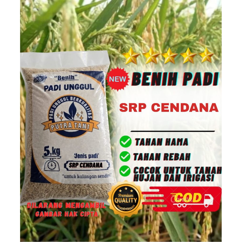 Benih Padi Unggul SRI PUJA CENDANA (SRP) Kemasan 5kg kualitas jumbo premium