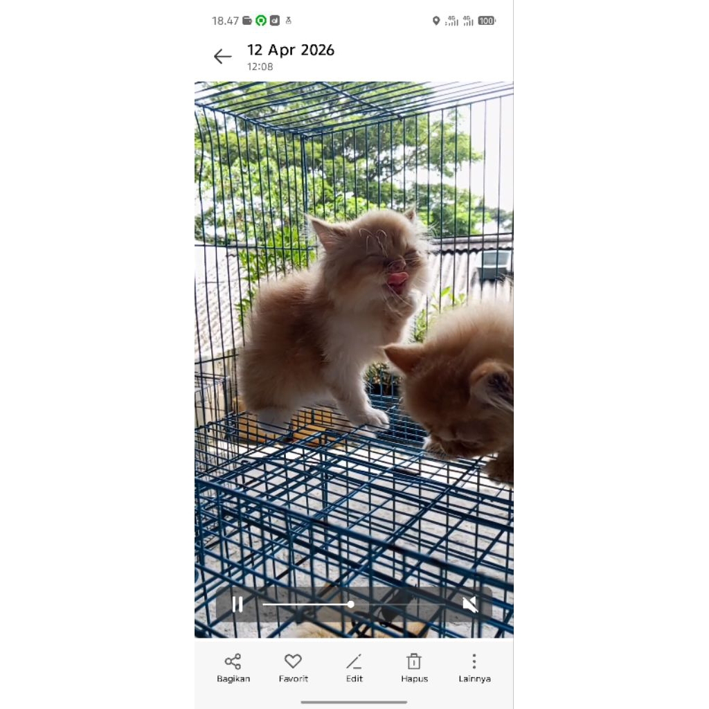 kucing persia flatnose