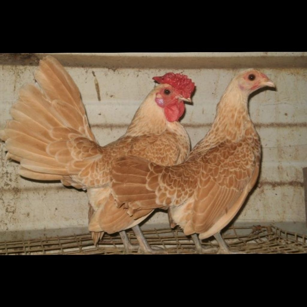 Ayam Batik Chamois / Bantam Sebright Chamois