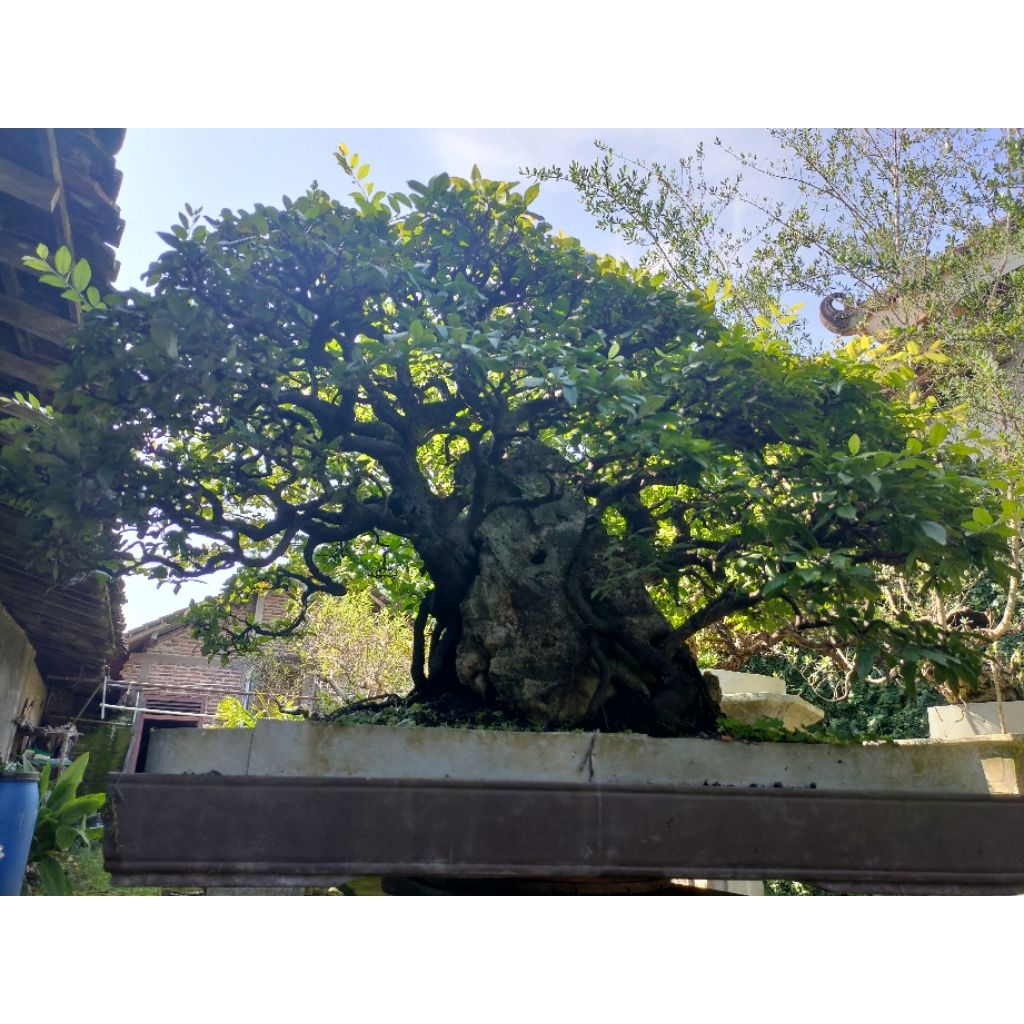 BONSAI MUSTAM SIAP KONTES