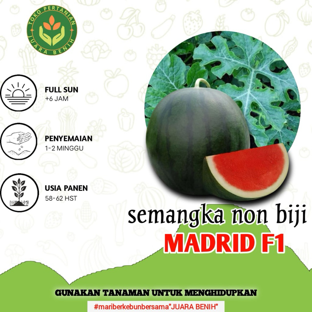 50 BIJI BENIH SEMANGKA NON BIJI MADRID F1