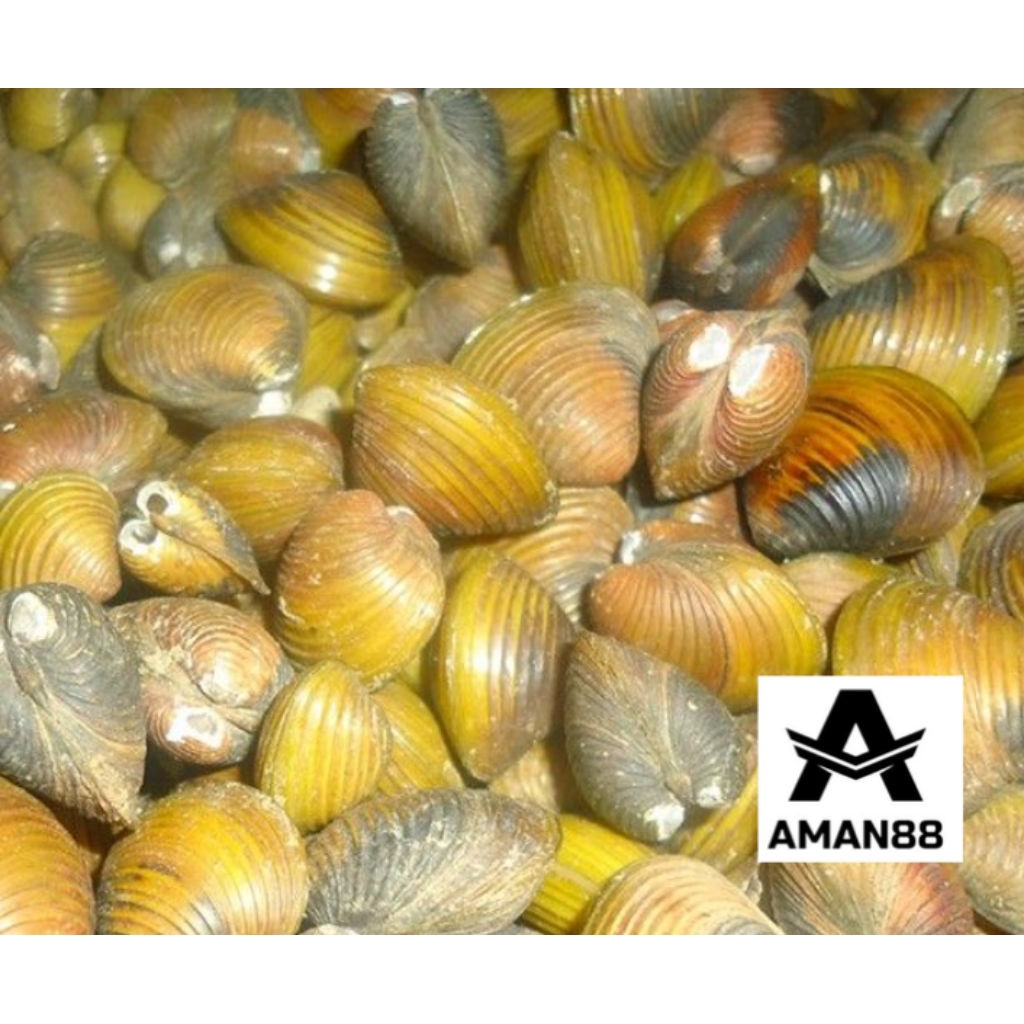 kerang kecil atau remis/laya/pensi 1kg mentah