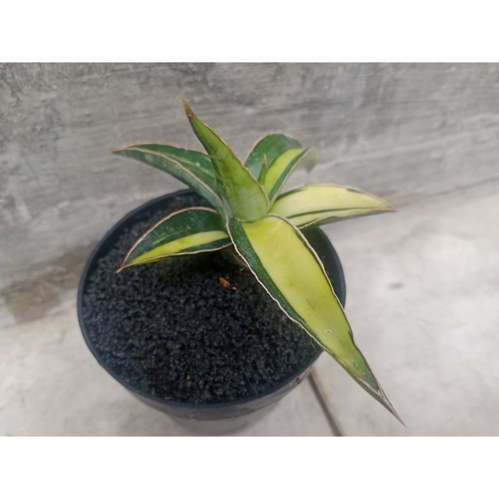 Sansivera Somalia twist variegata
