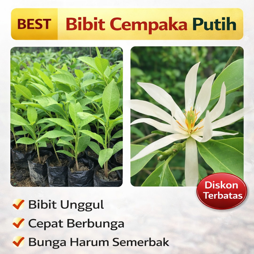 Bibit Cempaka Putih Harum Semerbak Cepat Berbunga Tanaman Hias Kantil Putih