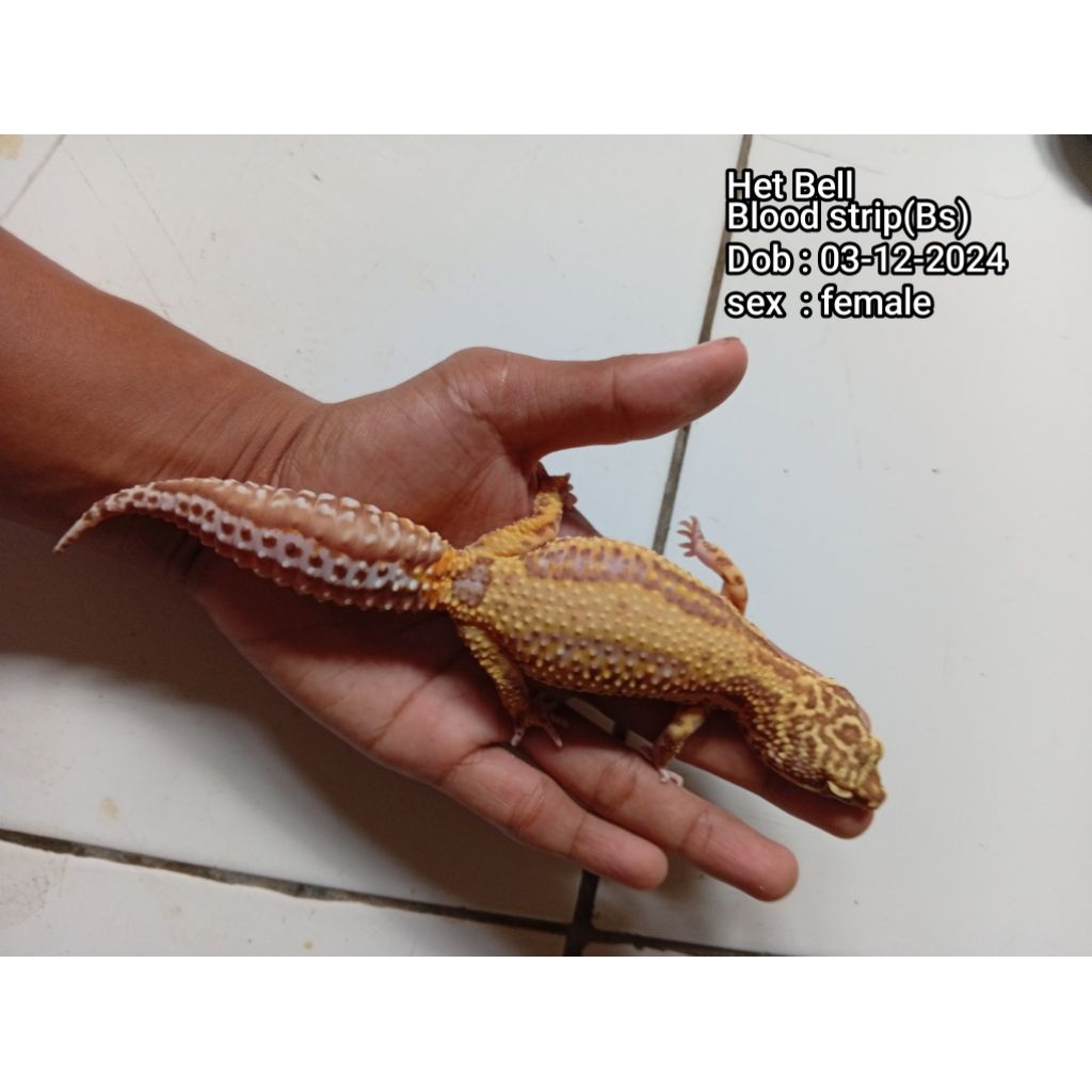 Gecko Leopard Anak Betina - Random Morph, Kalsium Tambahan