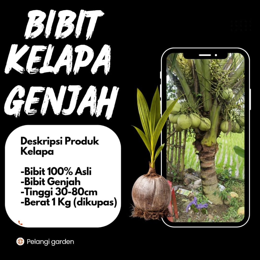 HARGA PARTAI  Pohon Buah Kelapa Pendek Berbuah Lebat, Pohon Buah Kelapa Pendek Berbuah