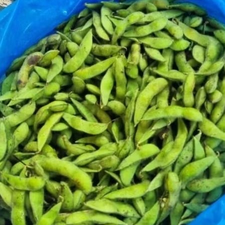 EDAMAME SEGAR 1 KG