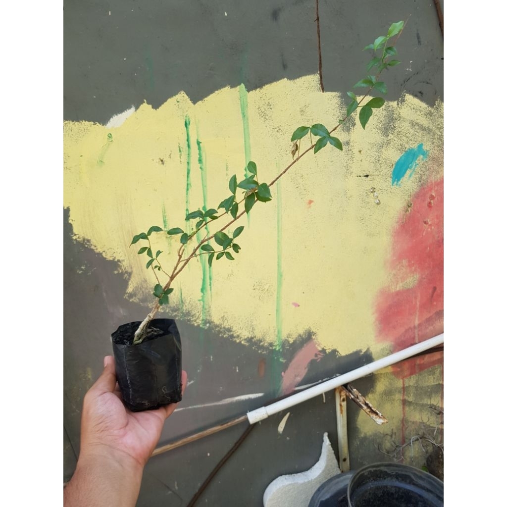 bonsai sakura mikro