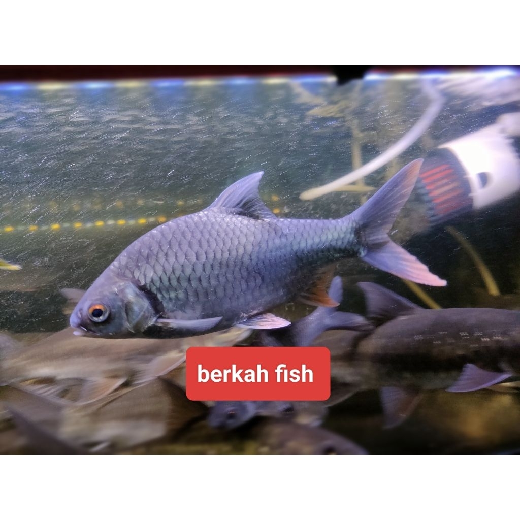 hiasan Bader