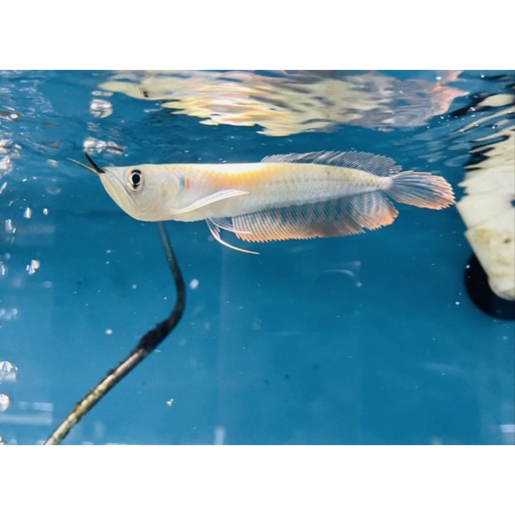 Kebutuhan arwana silver red 10-11cm  Bergaransi full