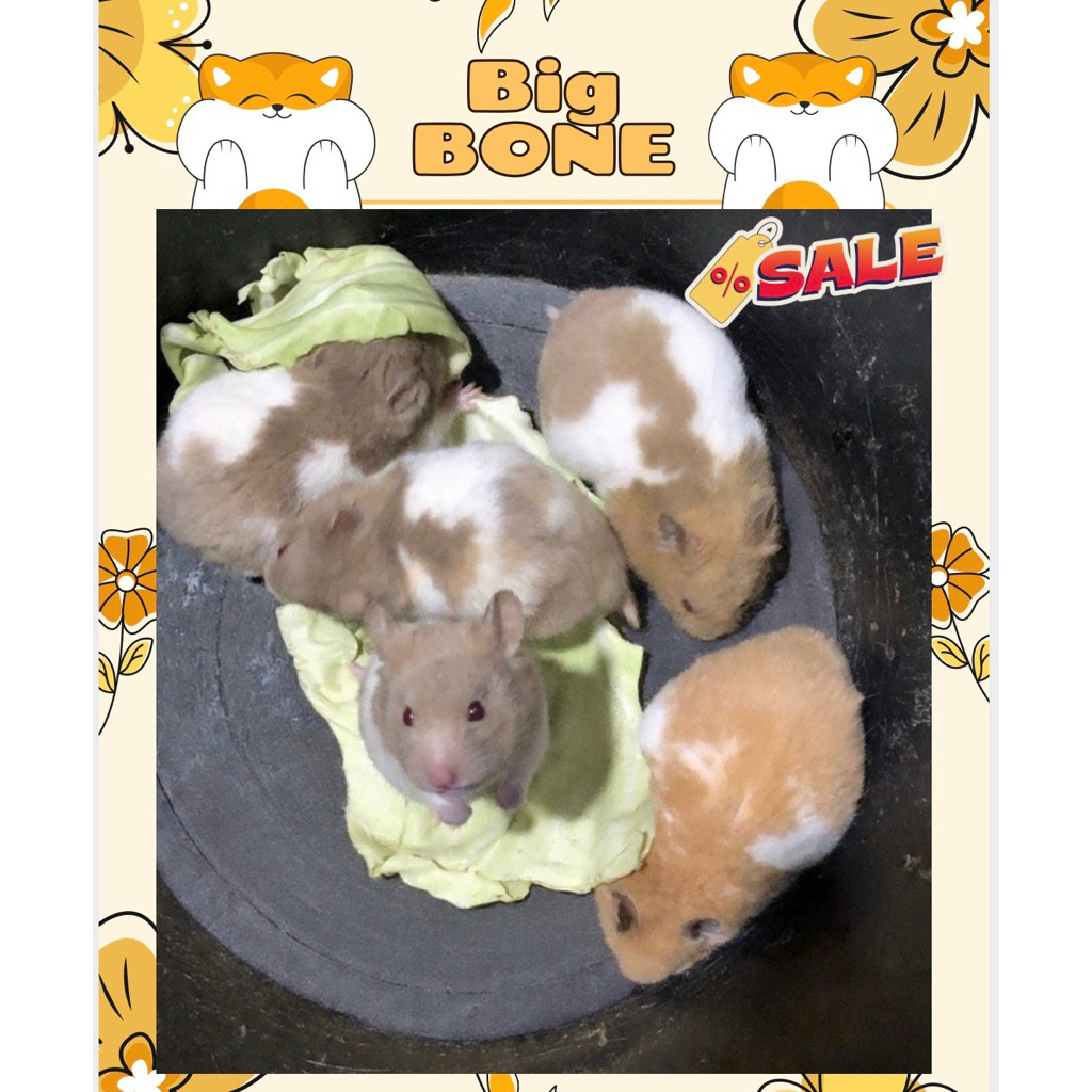 [Instant Prioritas] Hamster BIG BONE Syrian jinak