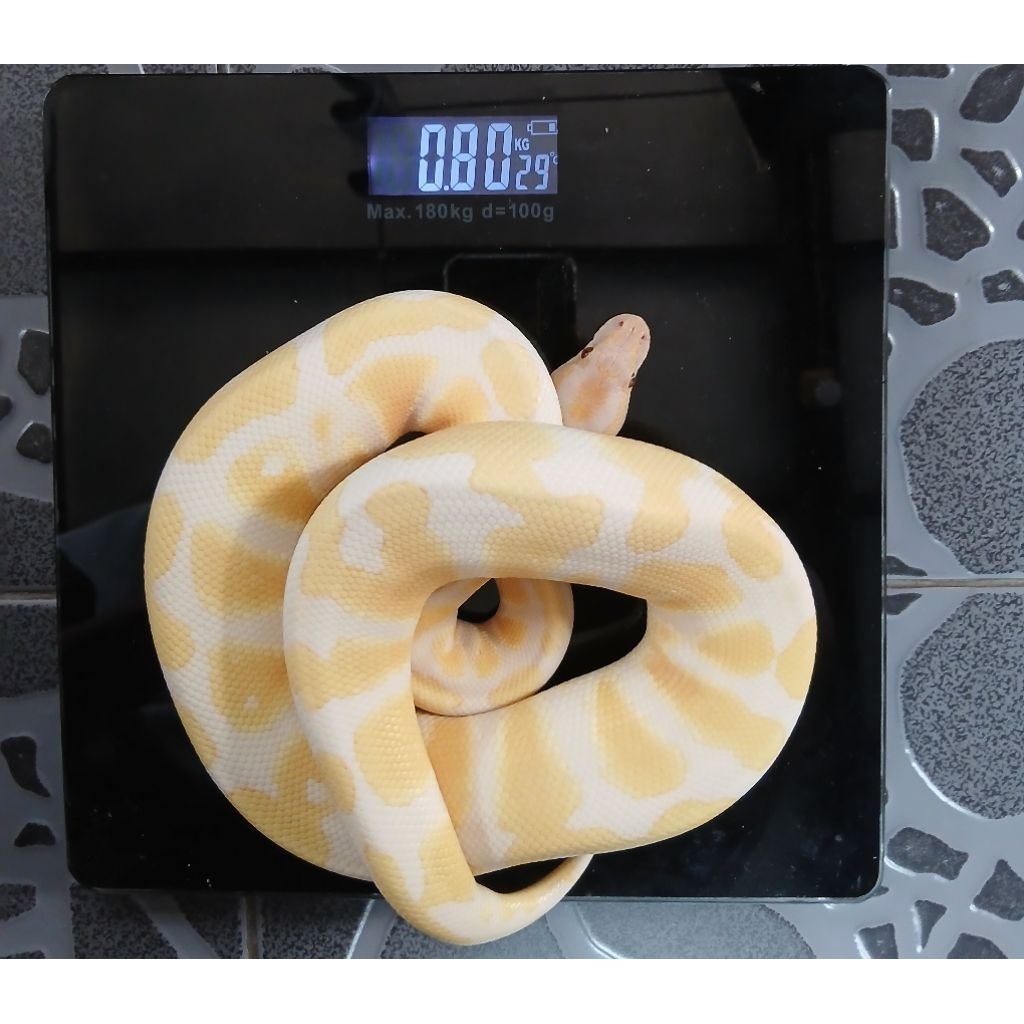 BALL PYTON ALBINO