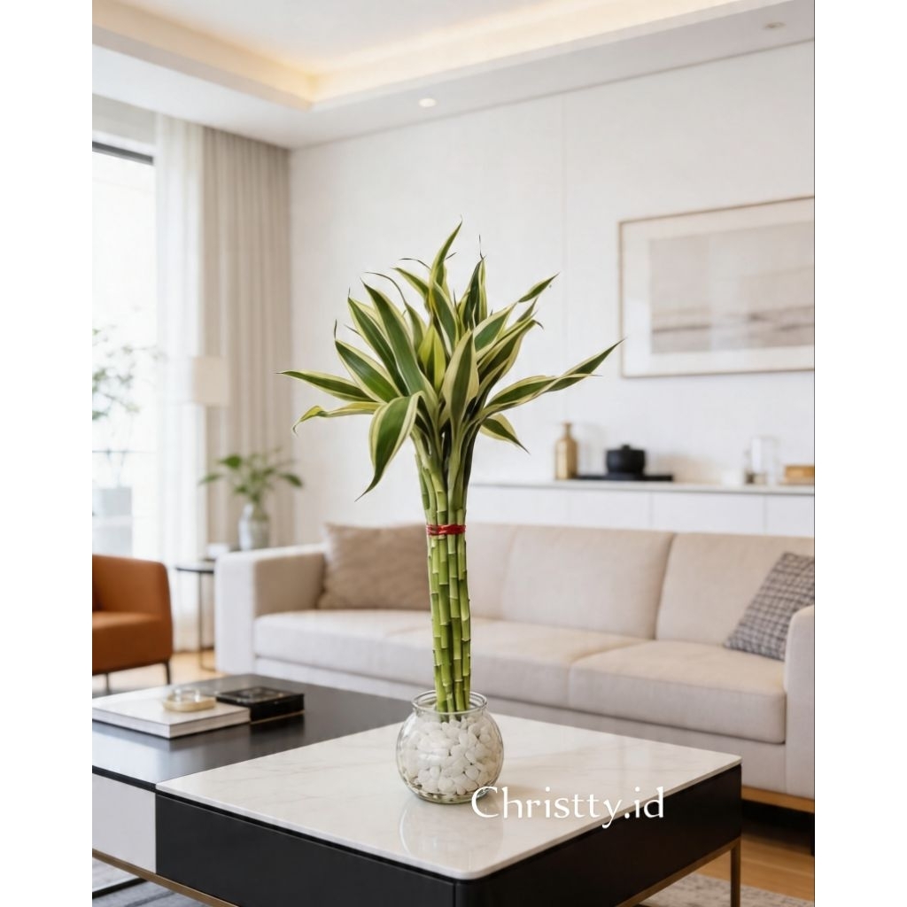 BAMBU HOKI PACHIRA / POHON UANG / MONEY TREE / BAMBU HOKI / VARIGATA