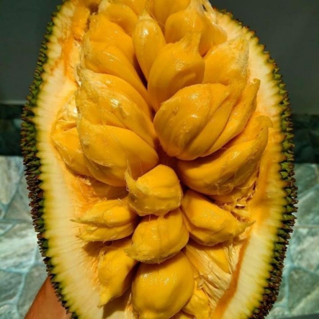 Bibit Cempedak Okulasi - Cepat Berbuah, Siap Berbuah, Mudah Berbuah