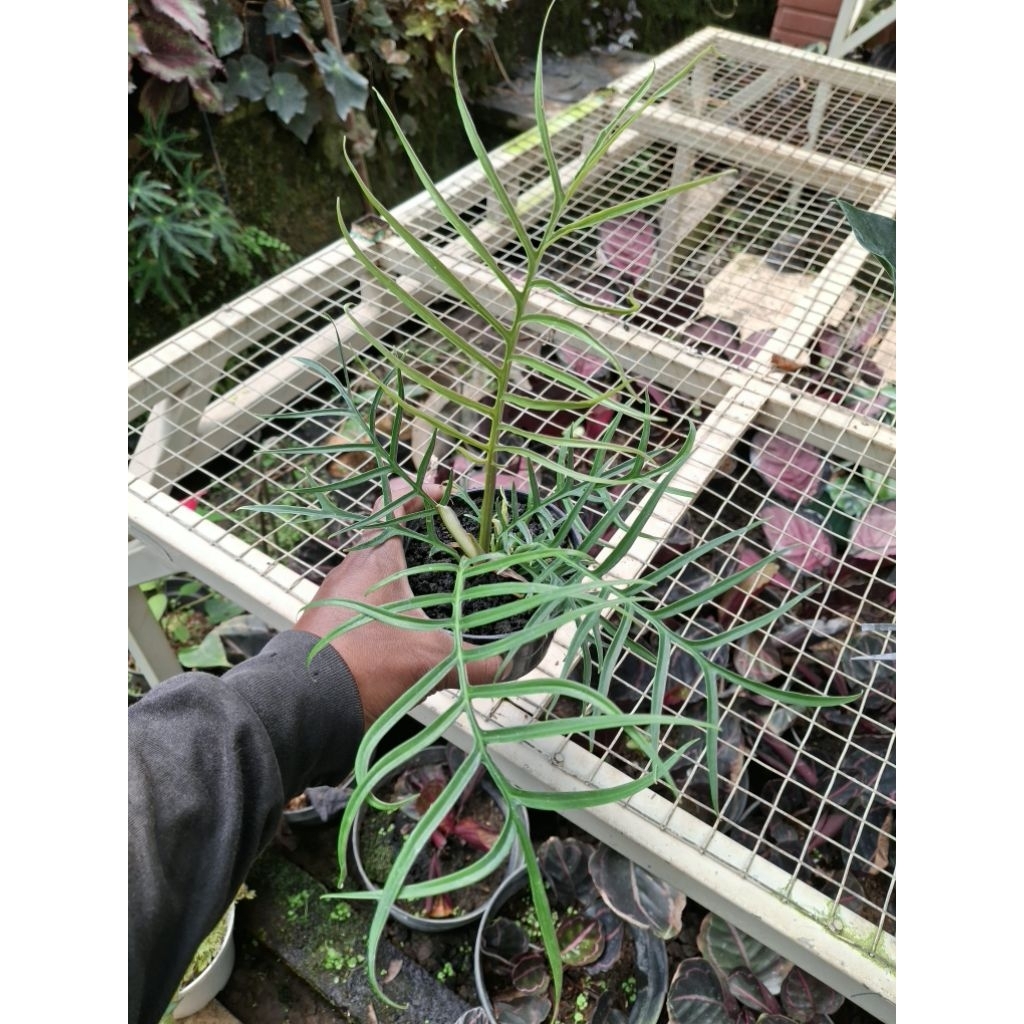 philodendron tortum | philo suri | philo unik | tamaman hias | tanaman murah