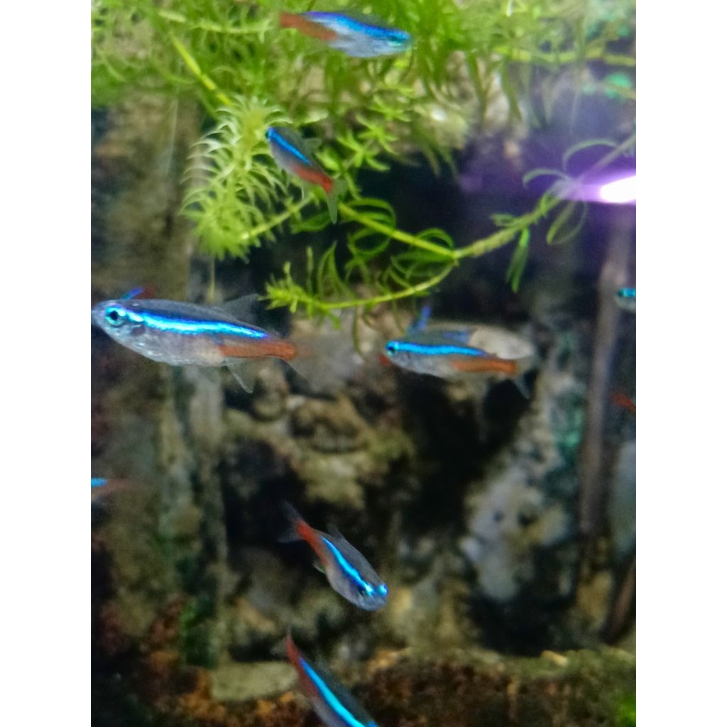 paket hiasan neon Tetra 100pcs