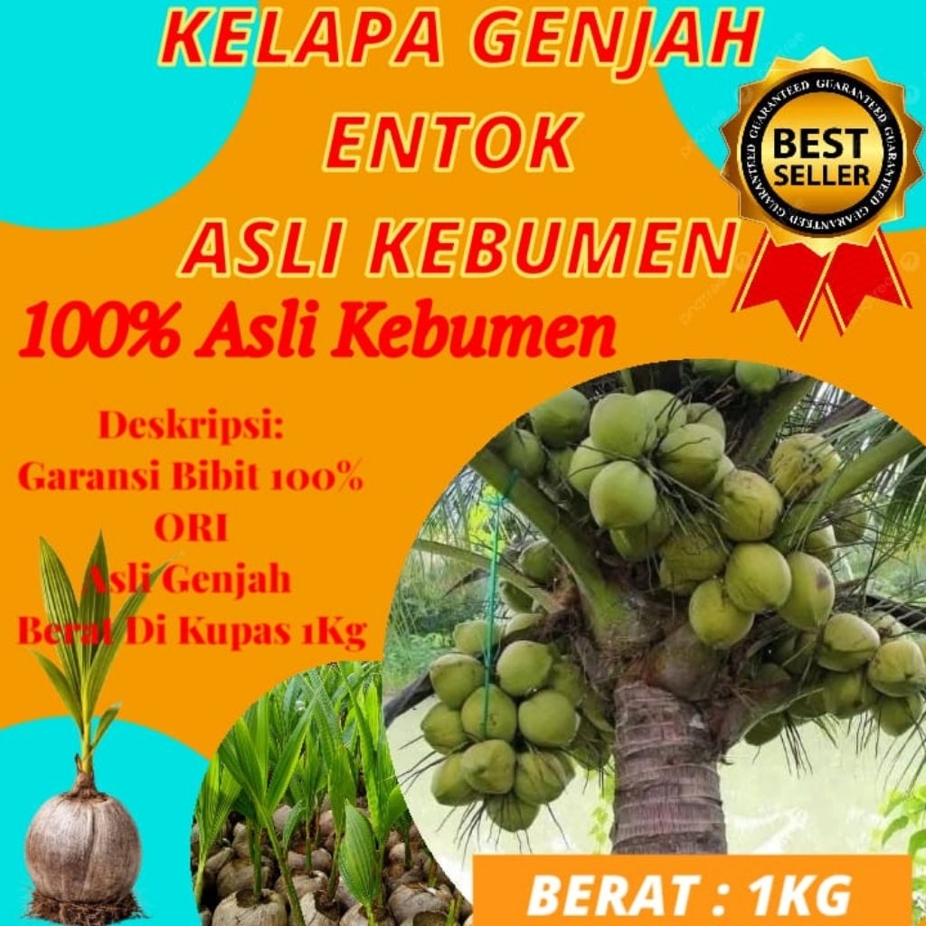 HARGA PETANI  Pohon Kelapa Pendek Berbuah Lebat, Pohon Kelapa Pendek Berbuah