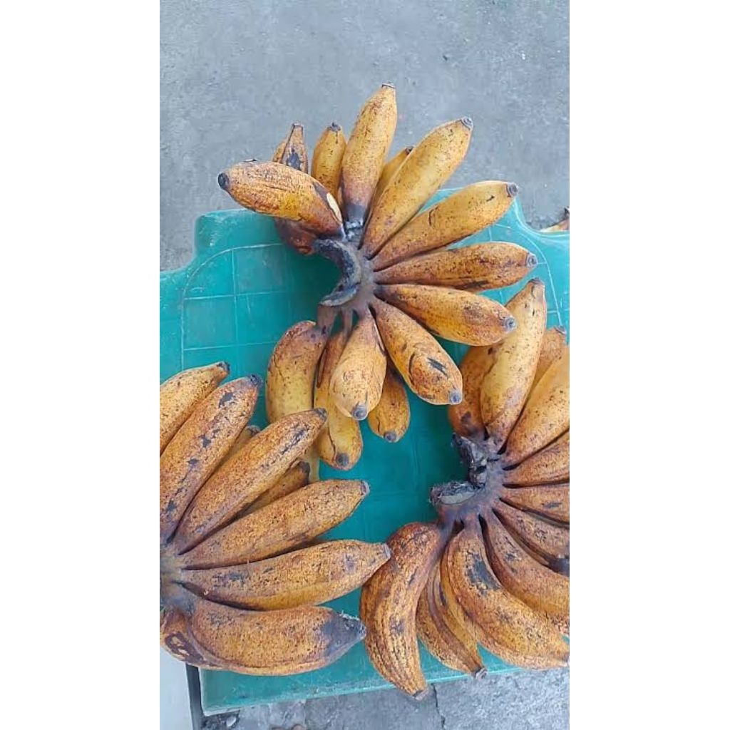 Pisang Raja Susu
