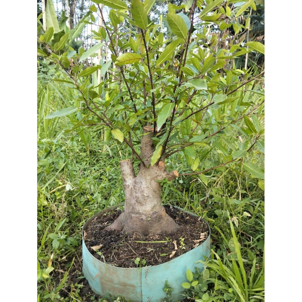Bahan bonsai loa jumbo real pict