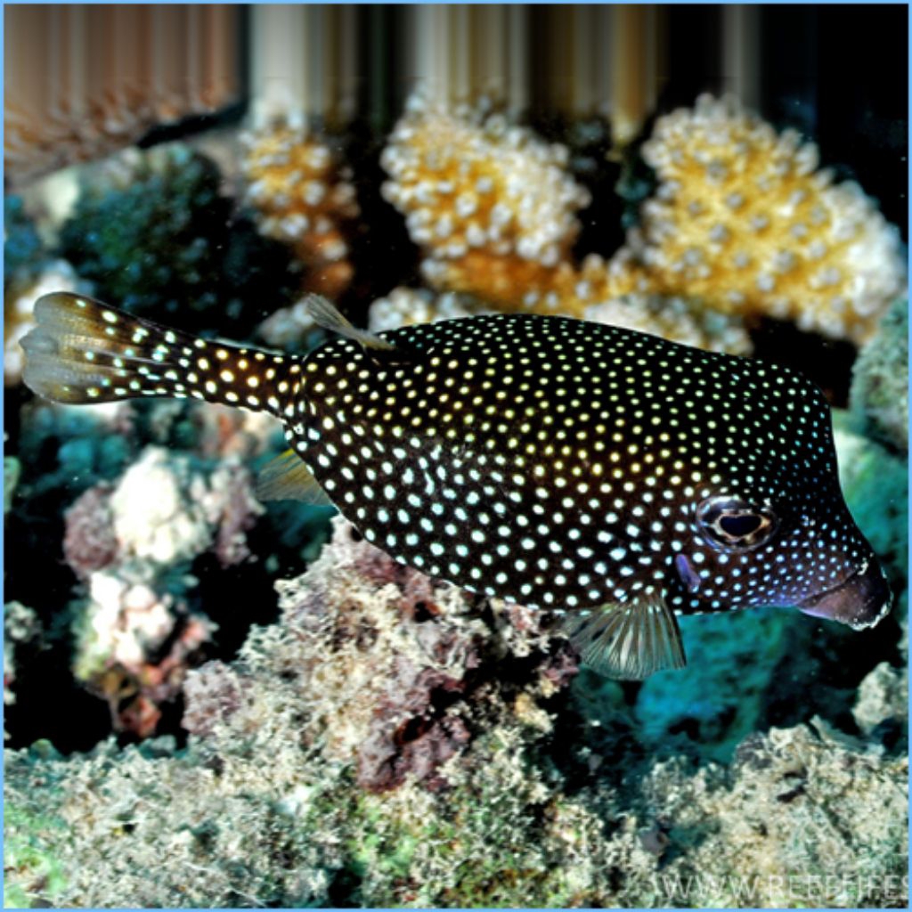 IKAN HIAS LAUT BUNTAL MUTIARA
