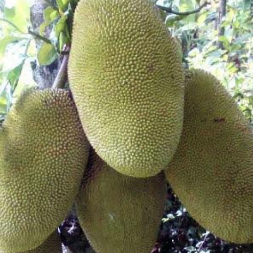 Bibit Nangka King Jumbo
