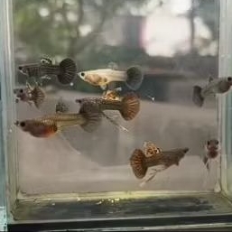 Guppy Red Dragon Glass Belly Ribbon