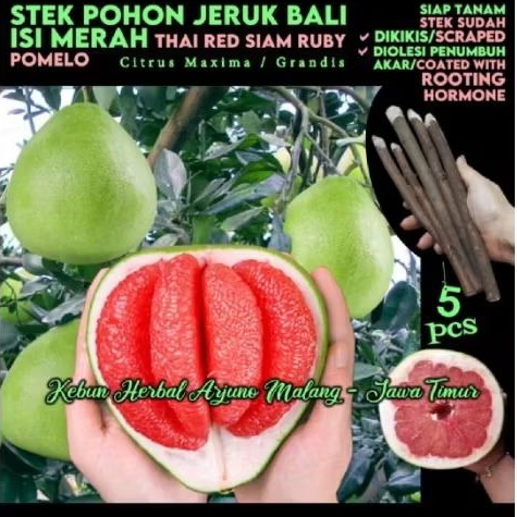 Jeruk Bali 5pcs setek batang tanaman pohon buah pomelos isi merah thailand Siam Rubi versi unggu....