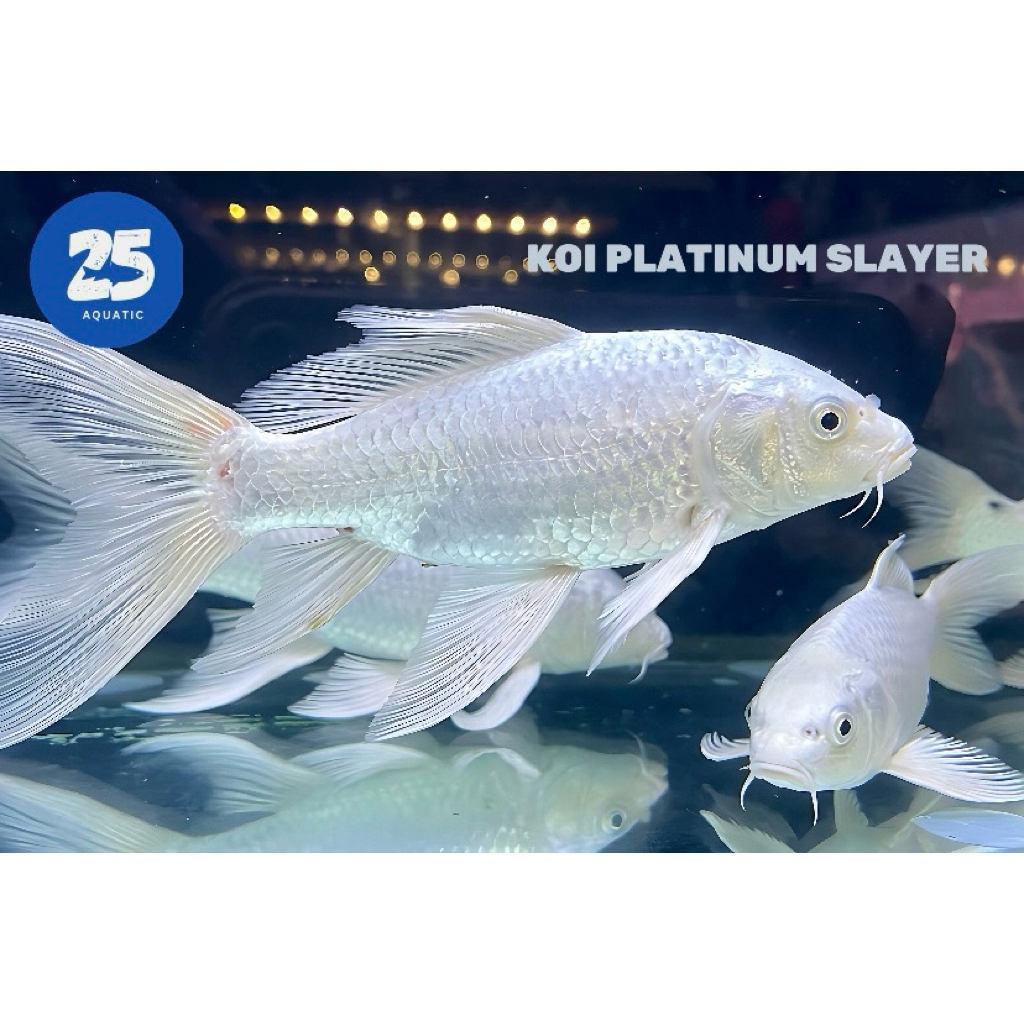 Ikan Koi Platinum Slayer / Ikan Koi / Ikan Hias / Koi Slayer Putih / Butterfly Platinum only sameday