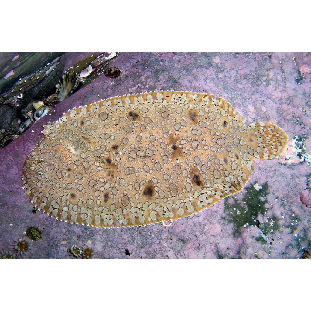 IKAN HIAS LAUT IKAN SEBELAH