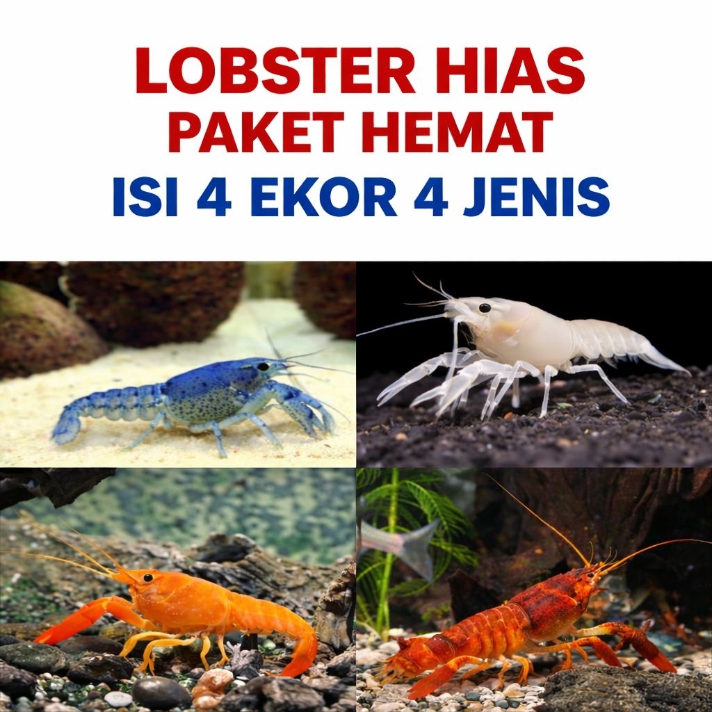 Lobster hias aquarium lobster air tawar paket 4 ekor 4 jenis hiasan aquarium size 4/6 cm