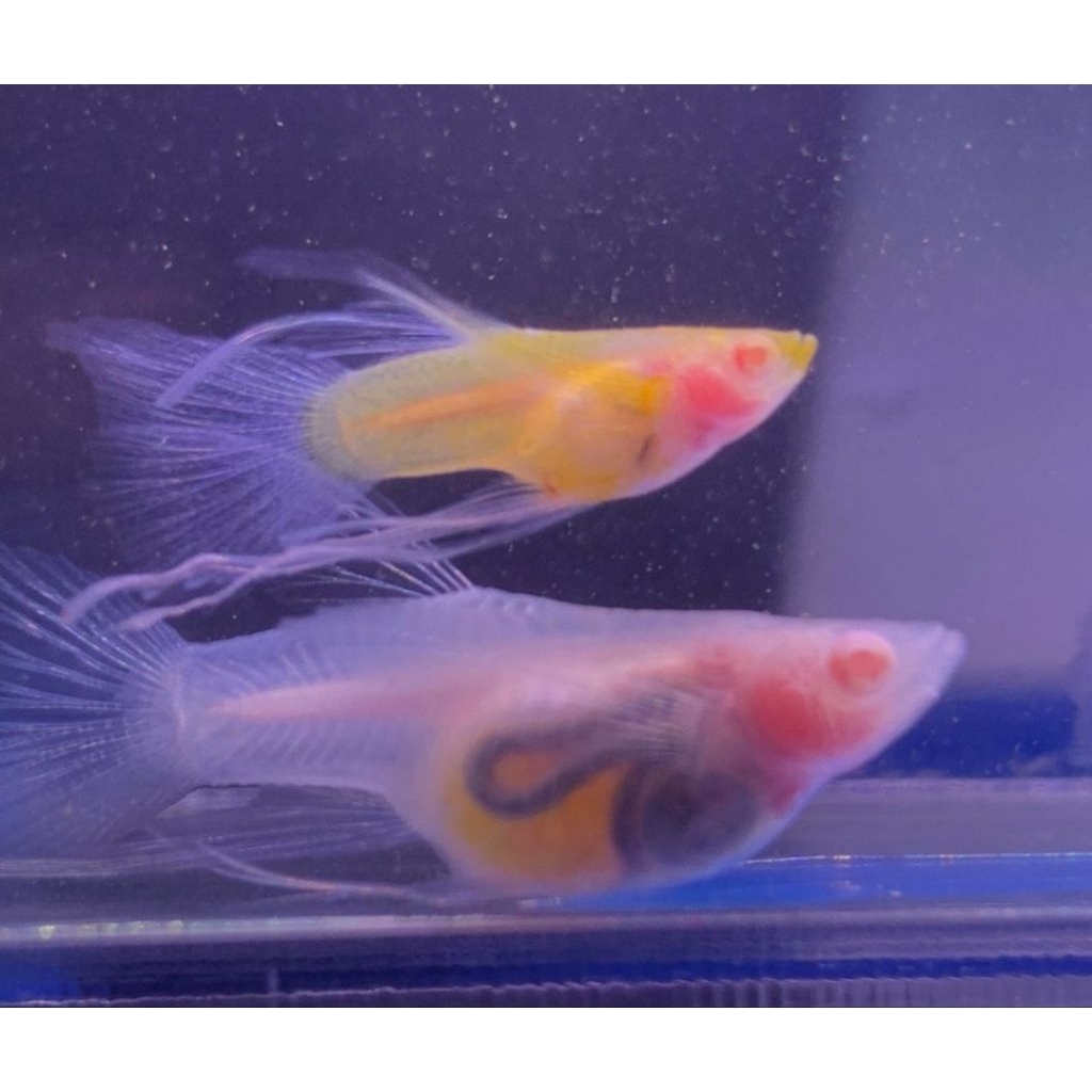 (Hiasan Aquarium)Guppy albino blue sky ribbon fin c thick slayer
