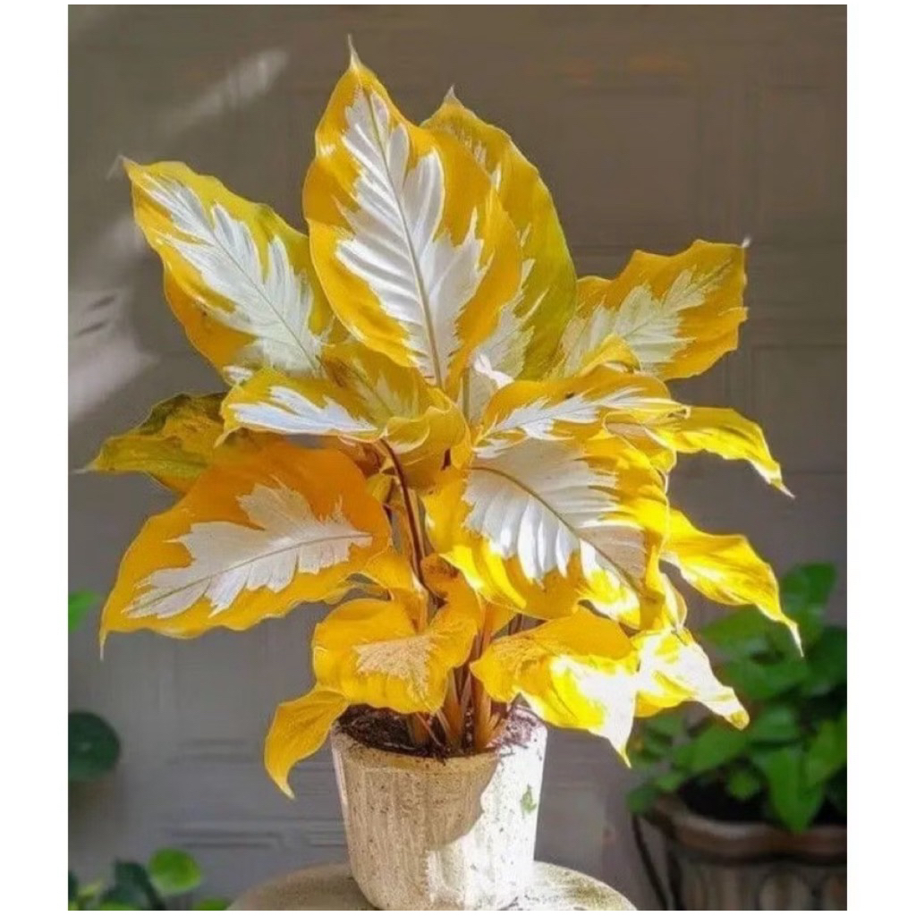 Umbi Caladium Thailand Kuning&White Keladi Thailand Cantik