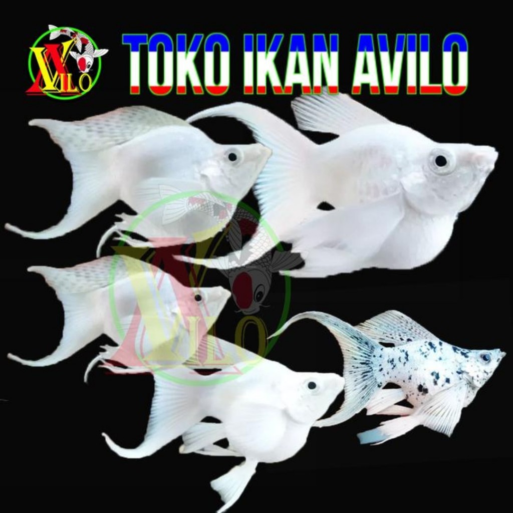 ikan hias molly balon moli platinum ekor cagak cawang kecil bisa hidup tanpa gelembung