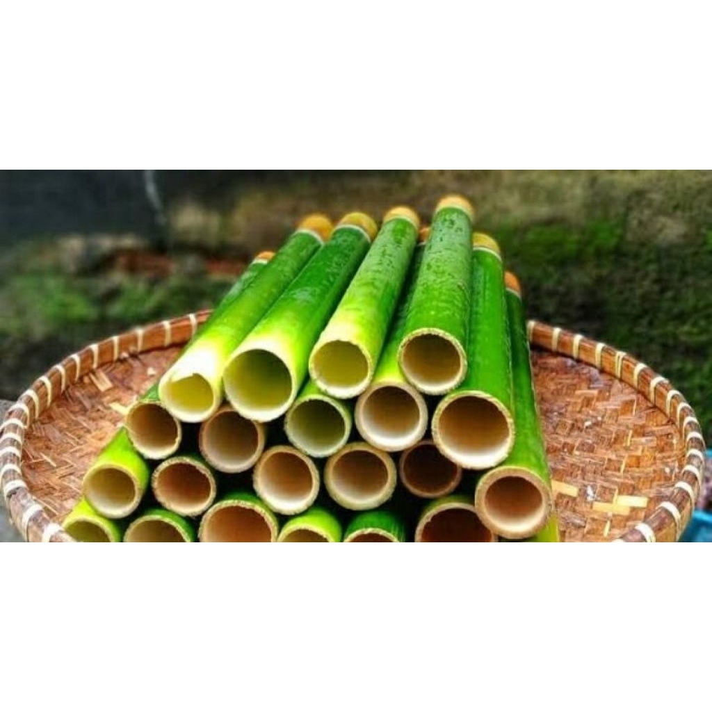 bambu buluh bambu lemang