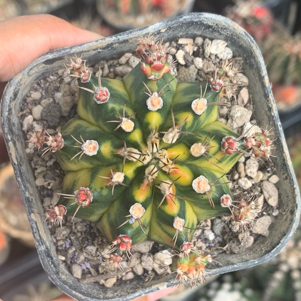 gymnocalycium miha avocado hybrid var miha hybrid variegata varigata kaktus var kaktus tanaman hias 