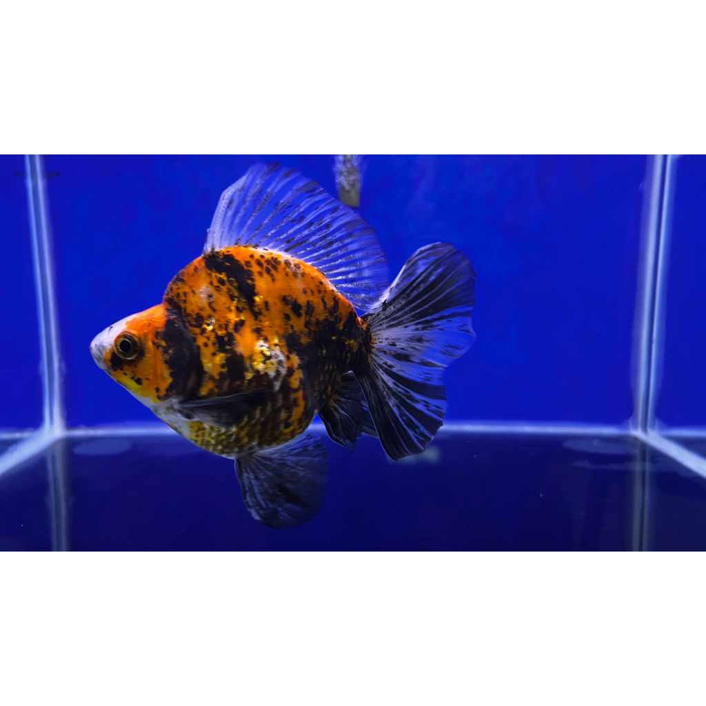 Ikan Mas Koki Ryukin Tiger