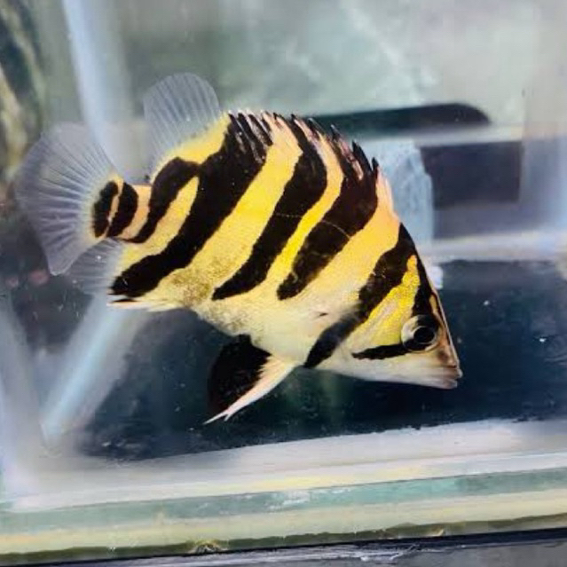 [Chan Aquatic] Ikan Hias Sumatra Tiger Datz Grade A Bar Simetris Size 7-9cm