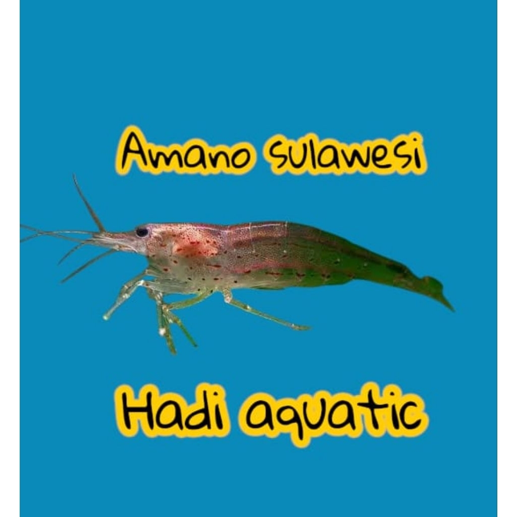 udang hias Amano Sulawesi