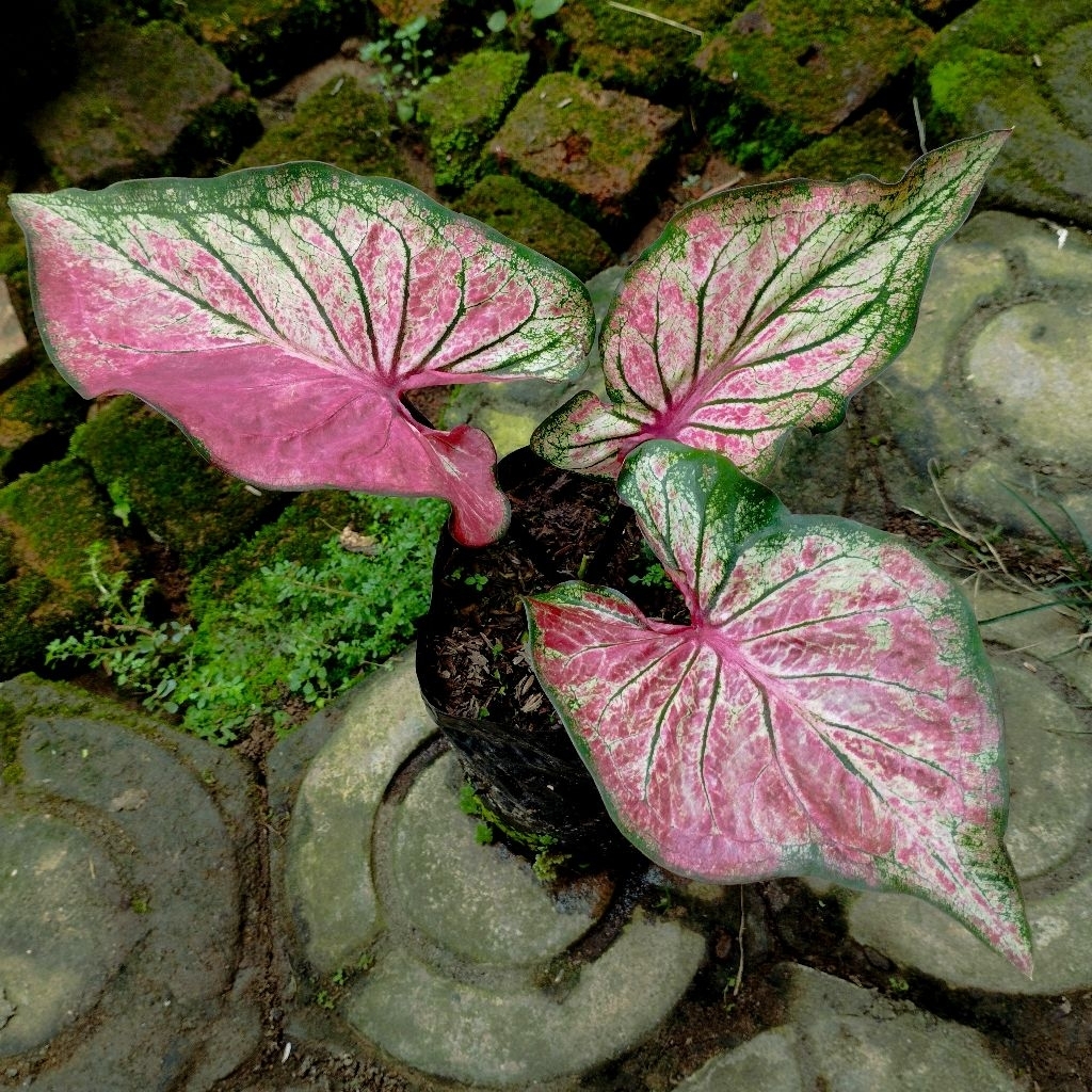 keladi caladium hanoman obong