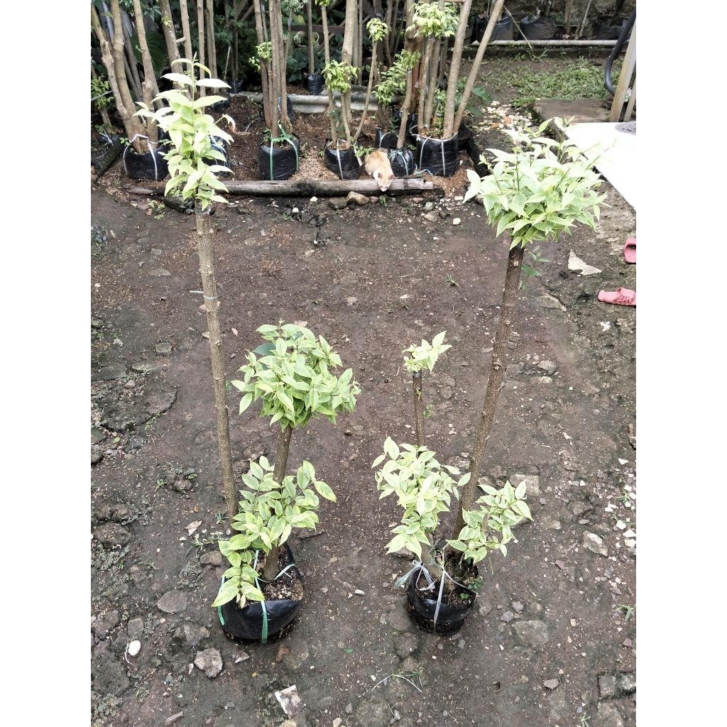 Bonsai anting Putri 2 pohon bonsai taman anting Putri