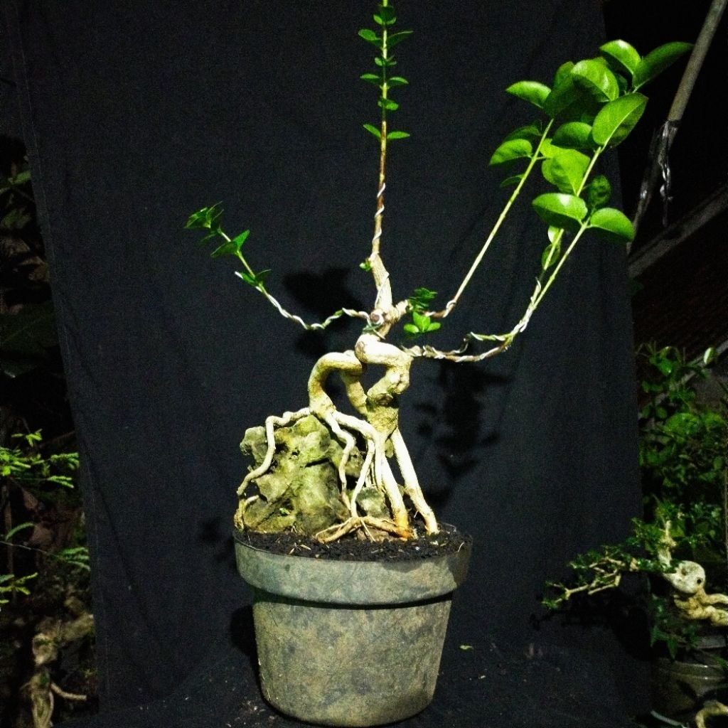 Sancang bonsai sancang otr small