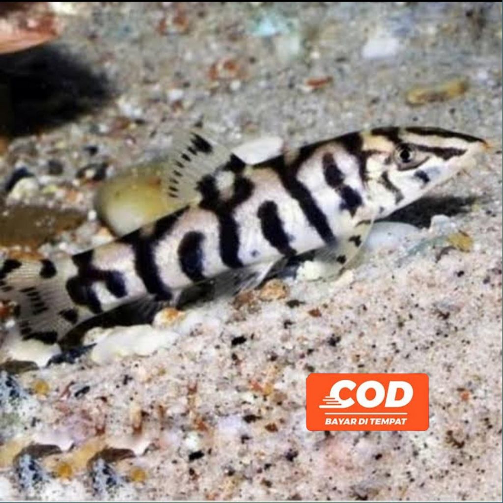 BOTIA Ikan Hias Botia India Ikan Pembersih Hama Aquascape Corak Indah Mudah Dipelihara