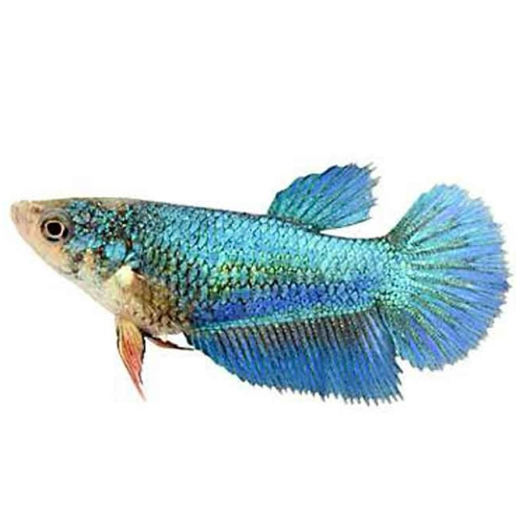 [COD] Betina ikan cupang giant halfmoon full telur siap breed
