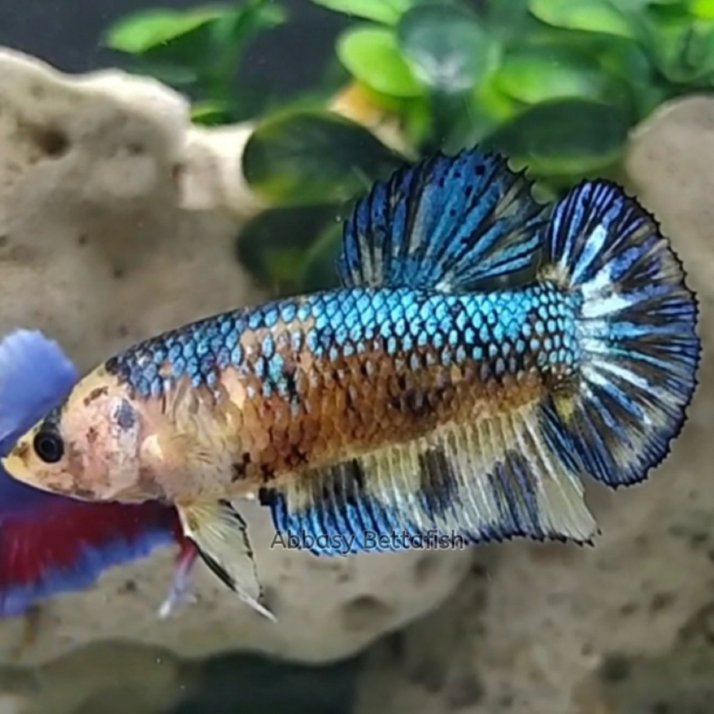 [Garansi matt] 2 ekor betina ikan cupang giant halfmoon full telur siap breed