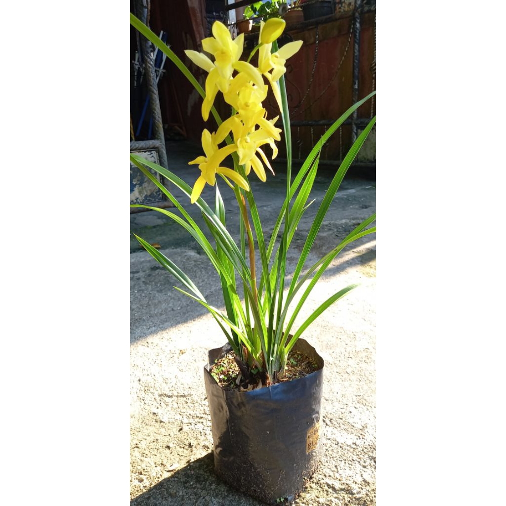 Anggrek Cymbidium Golden Boy