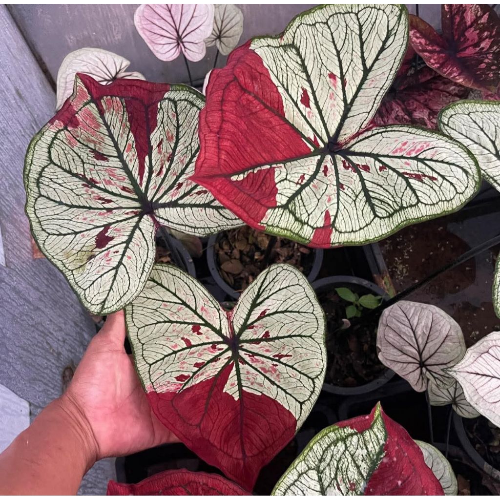 caladium scarlet Thailand series