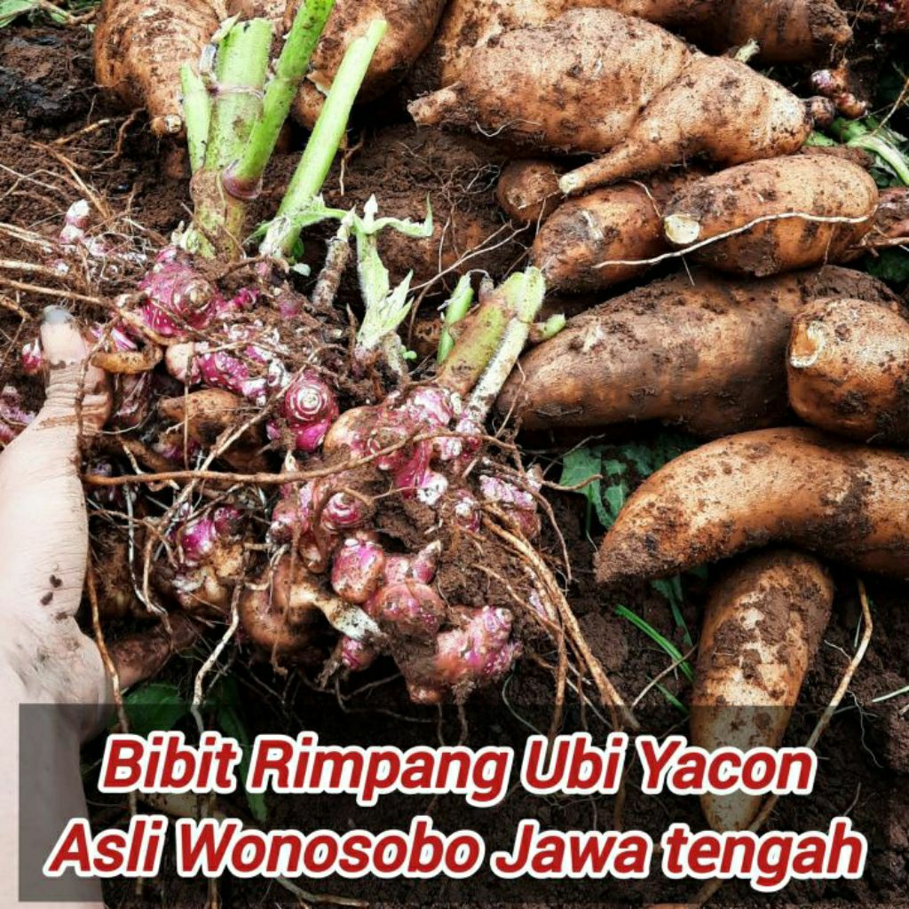 BIBIT yakon ubi yakon atau rmpang mudah tumbuh