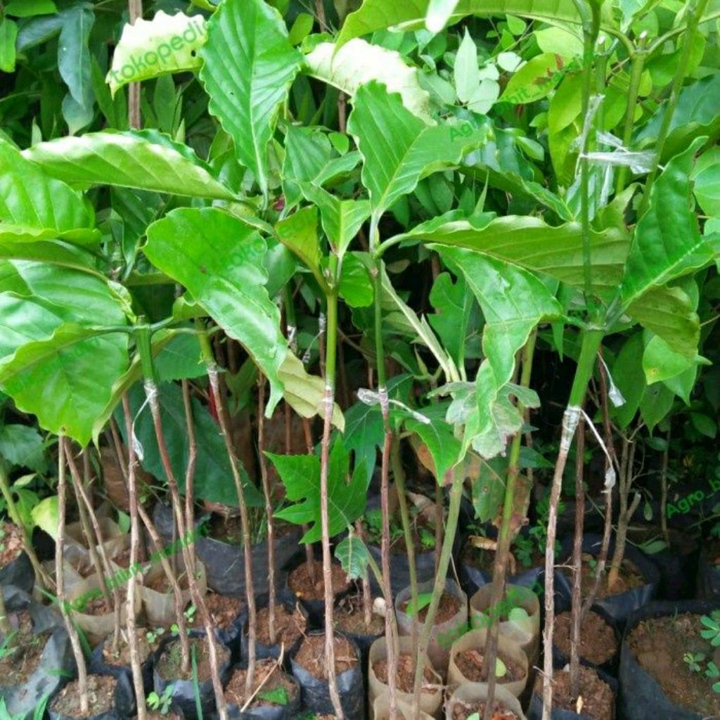 Bibit Kopi Robusta Lampung Asli, Bibit Kopi Unggul Berakar Siap Tanam