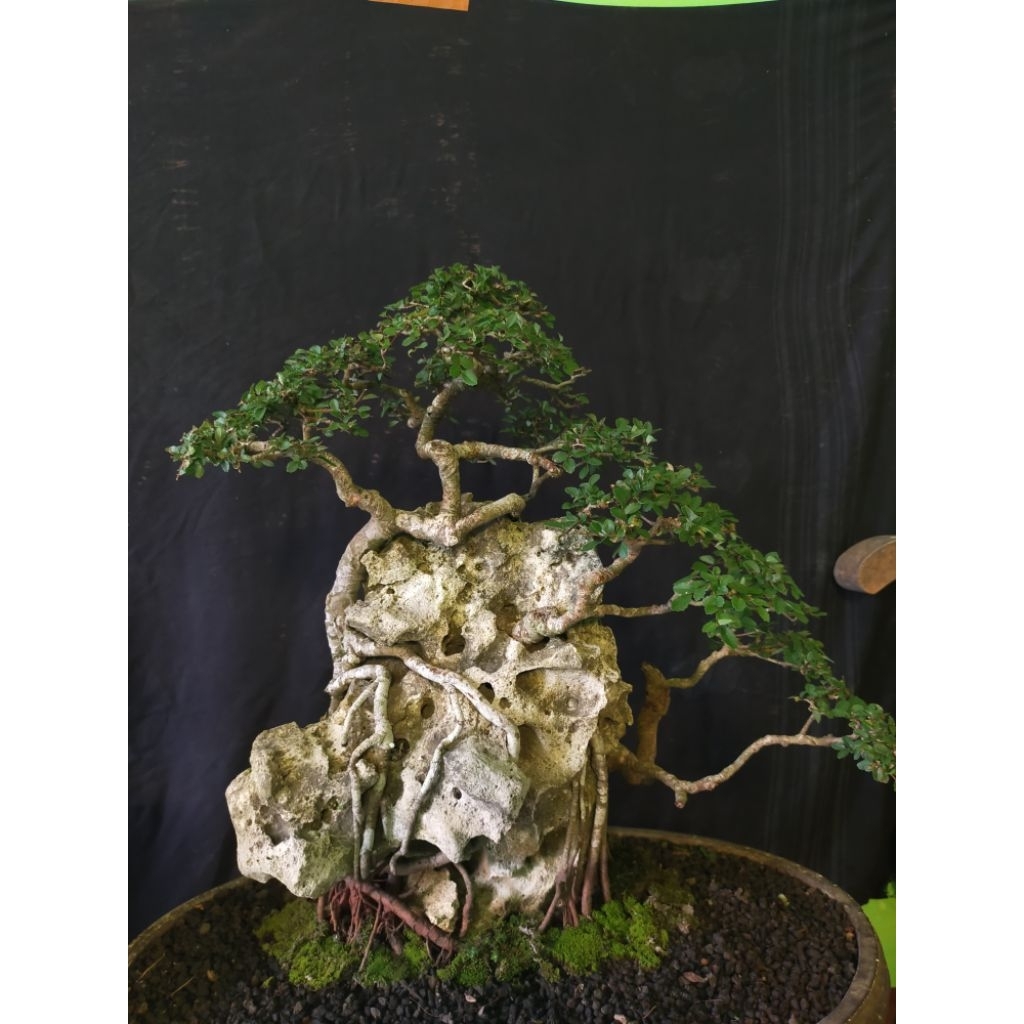 ulmus otr